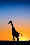 pic for Giraffe 